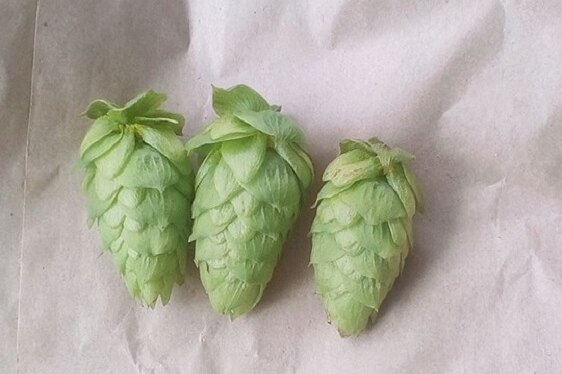 Hops growing in the Adelaide Hills