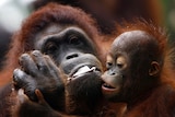 Sumatran orangutan Anita and her baby eat fruit
