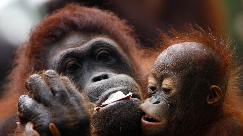 The company says its plans to log forest areas around Bukit Tigapuluh will actually help the orangutans. (File photo)