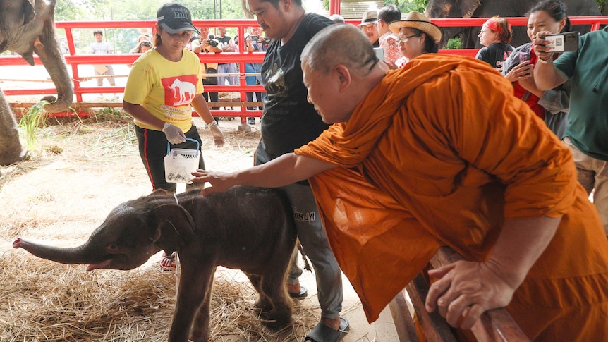 A Thai monk touching a elephant newborn. 