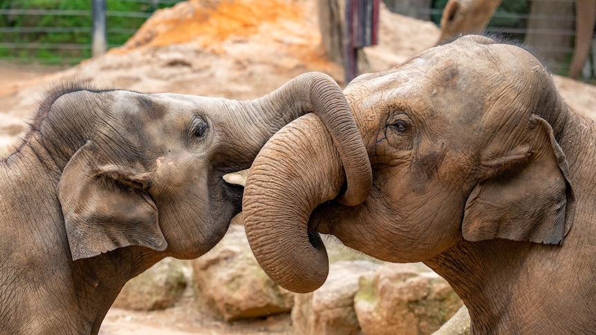 Two elephants in their enclosure at Melbourne Zoo are facing each other with their trunks entwined.