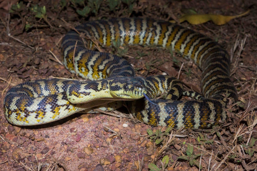 A mottled snake lies coiled in a patched of dirt and scrub.