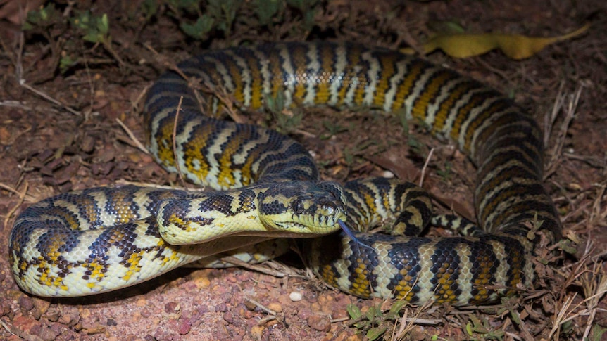 A mottled snake lies coiled in a patched of dirt and scrub.