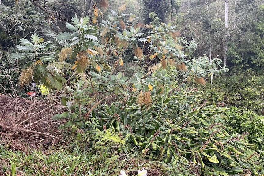 An image of bushland and busy vegetation. One plant, the plume poppy, is growing above the other plants. 