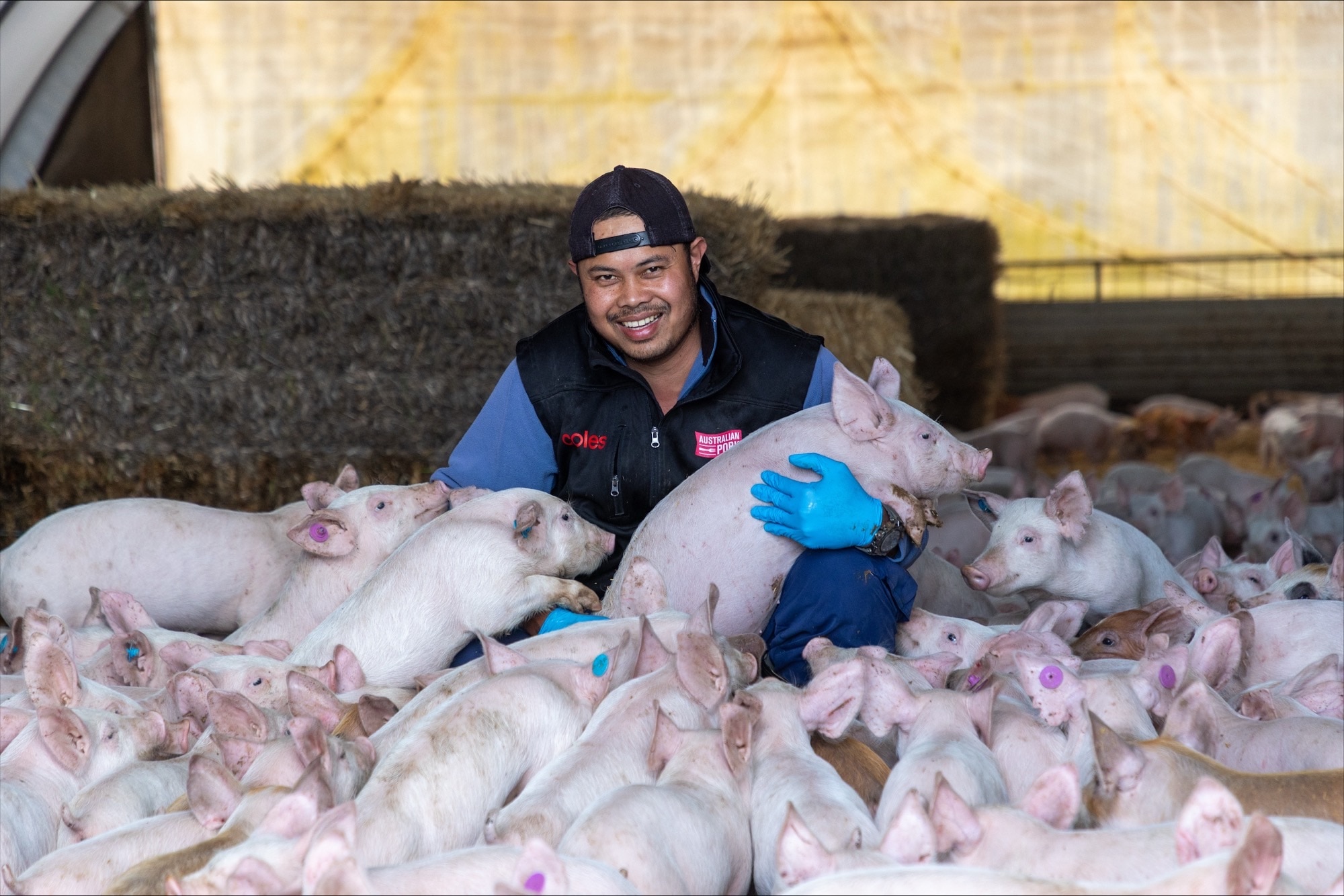 man surrounded by pigs smiles
