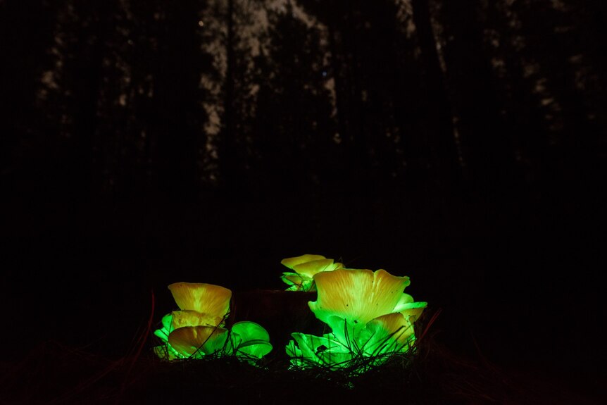 Ghost mushrooms glowing in a south-east pine forest.