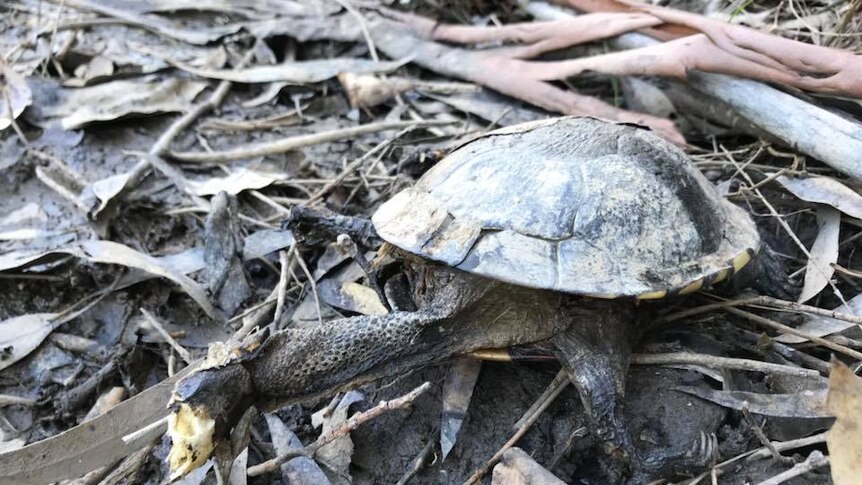 A dead turtle on rotting leaves and bark