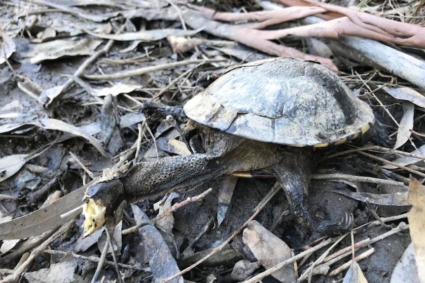 A dead turtle on rotting leaves and bark