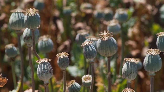 Poppy crop up close