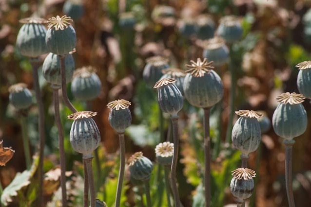 Poppy crop