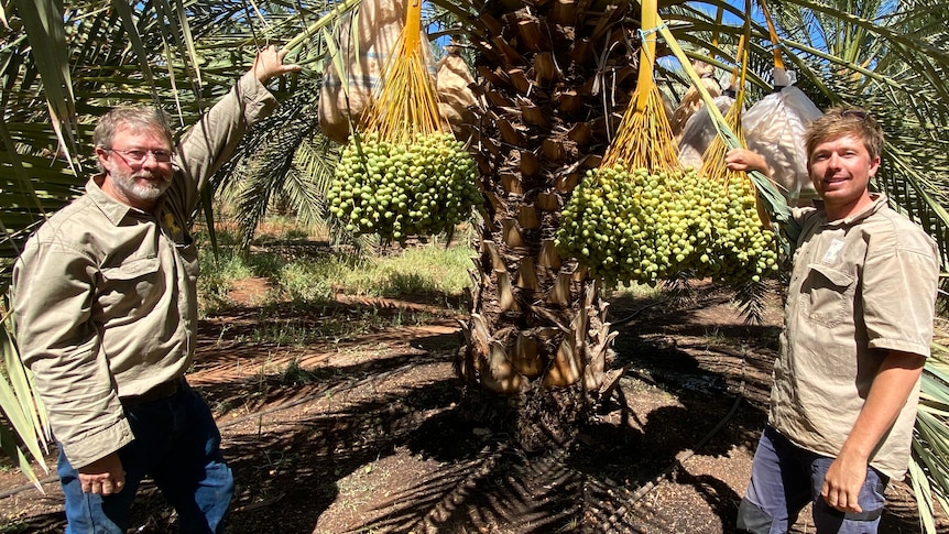 Two men stand on either side of a date palm tree smiling