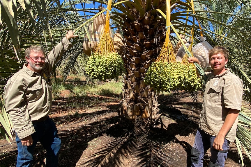 Two men stand on either side of a date palm. They are wearing a khaki shirt and pants and smiling at the camera.