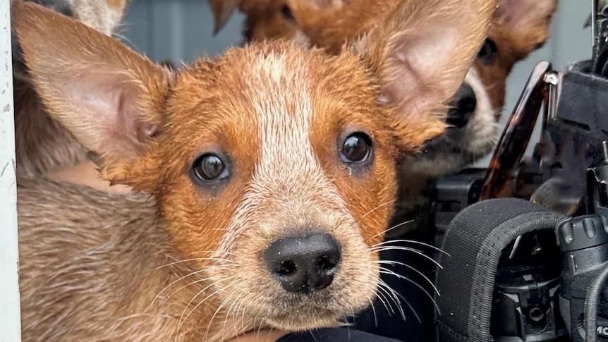 several red heeler puppies, one looking wet and small, inside a car with a police officer