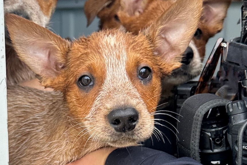 several red heeler puppies, one looking wet and small, inside a car with a police officer