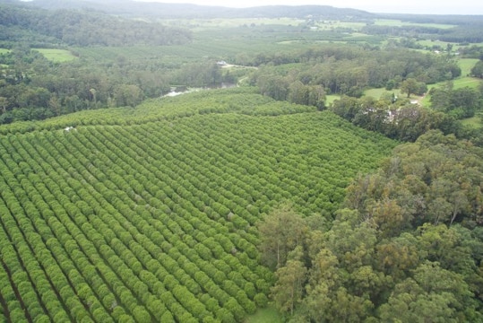 Aerial view of Arapala macadamia orchard on the NSW mid north coast