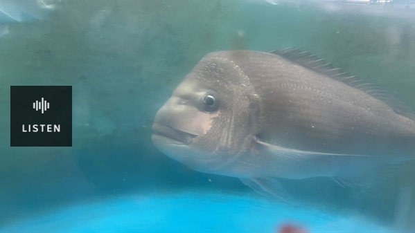 Snapper breeding in South Australia. Has Audio.