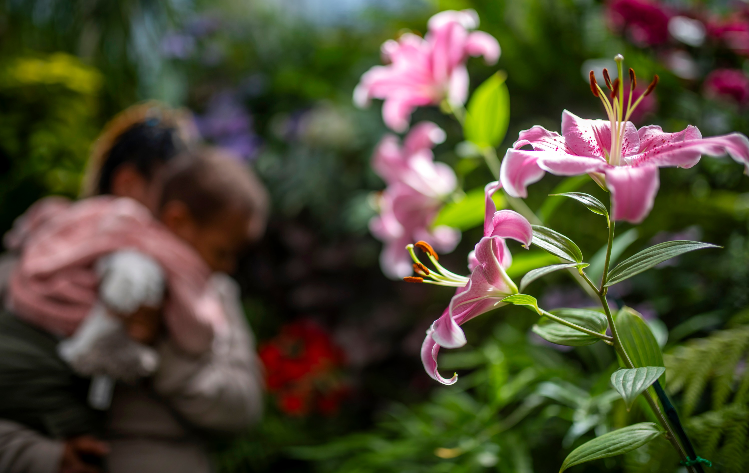 Pink lilies in focus in foregound as mother and daughter admire flowers in the background.