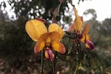 Donkey orchids in Kings Park