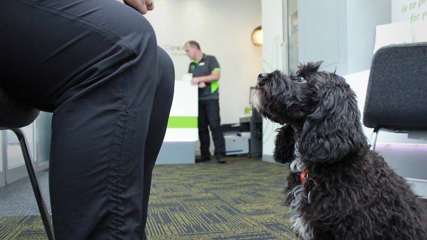 dog looking at patient in waiting room.