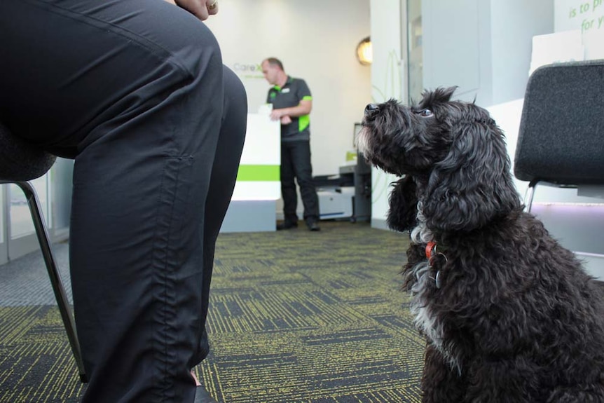 Dog looking at patient in waiting room