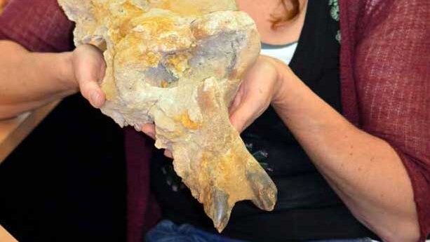Ancient marsupial skull found at Floraville Station, near Burketown, north of Mount Isa in central-west Queensland.