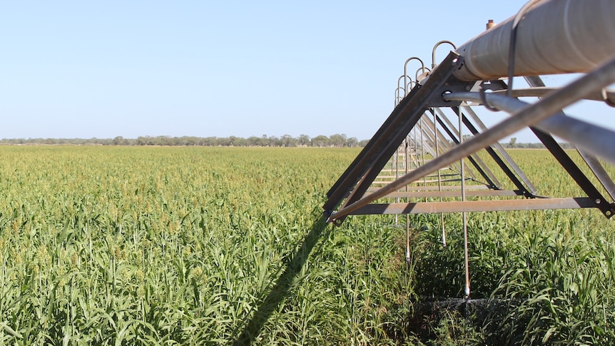a centre pivot putting water on sorghum.