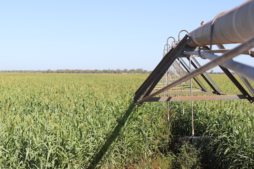 A centre pivot putting water on sorghum.