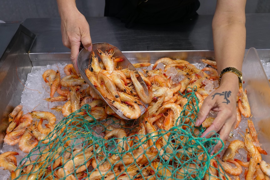 A tray full of orange prawns on ice being scooped out and put into a mesh green bag