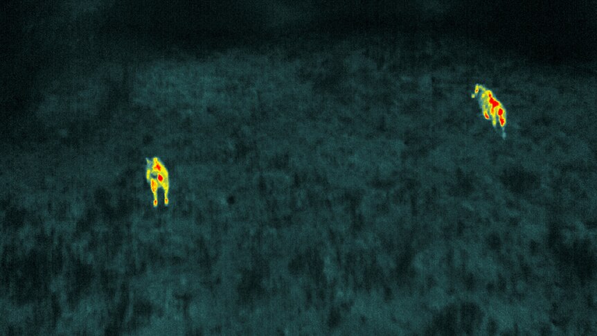 Two feral pigs caught on infrared camera moving through land in NSW Riverina.