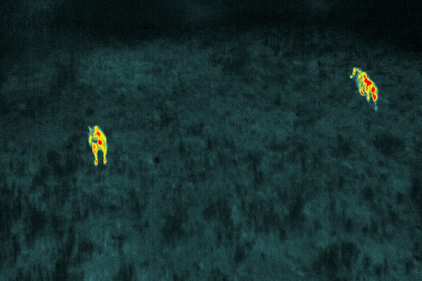 Two feral pigs caught on infrared camera moving through land in NSW Riverina.