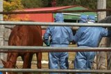 Biosecurity officers will return to the property today where tests are being carried out on another 13 horses.