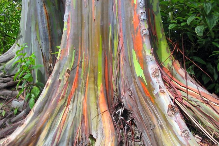 Close-up of the base of a rainbow gum