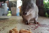 Backyard quenda investigates some nuts