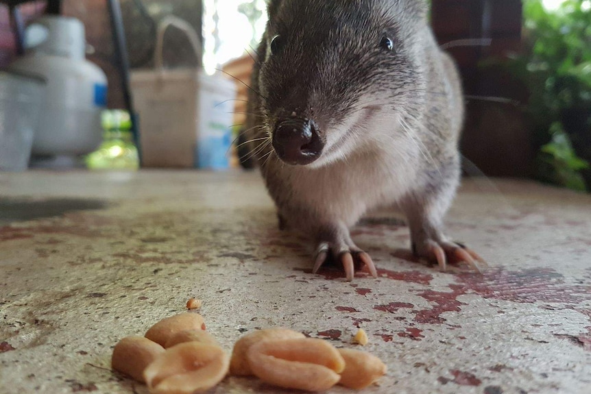 Backyard quenda investigates some nuts