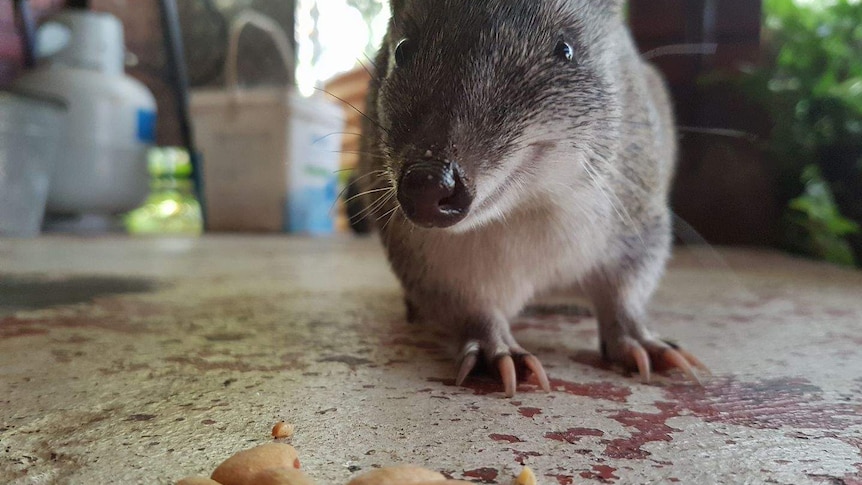 Backyard quenda investigates some nuts