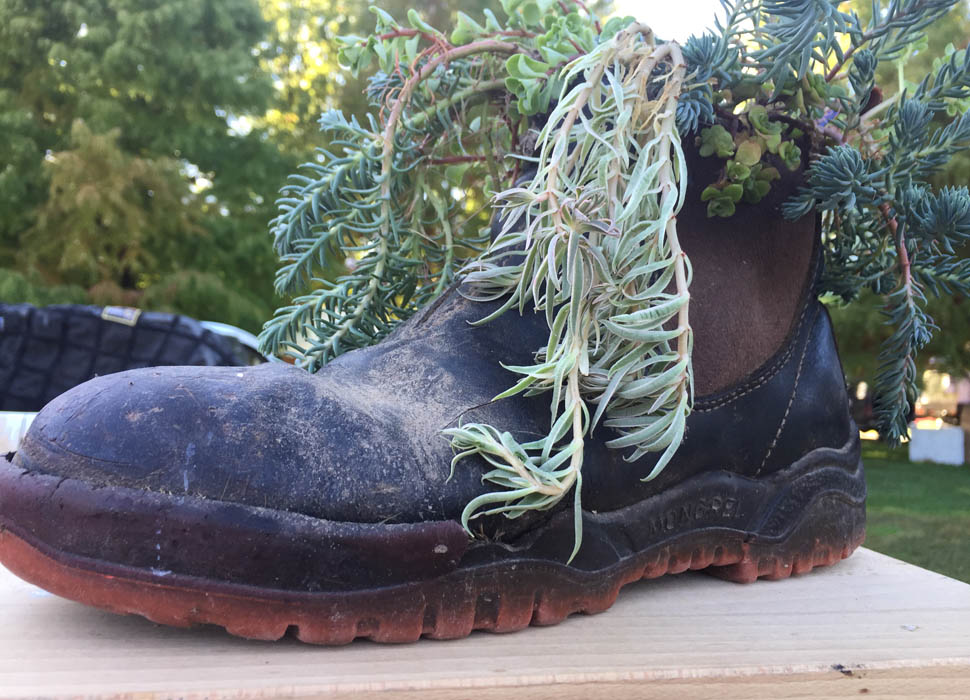 A work boot with several varieties of succulents planted inside it.