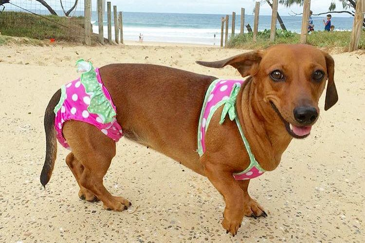 A dachshund wearing a bikini at the beach.