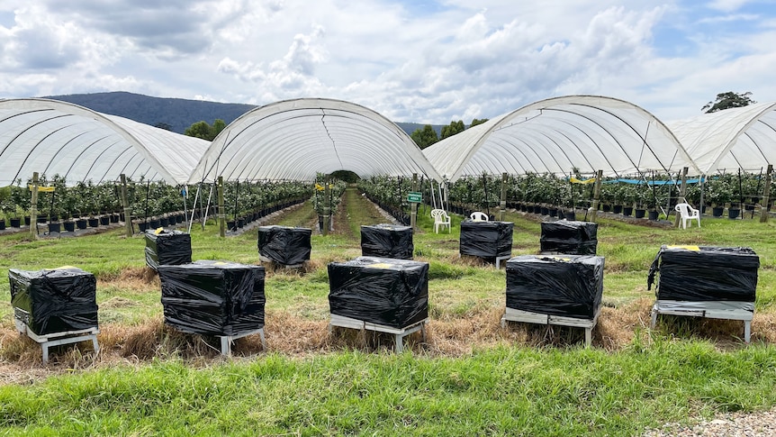 Ten bee hives wrapped in black plastic on a blueberry farm.