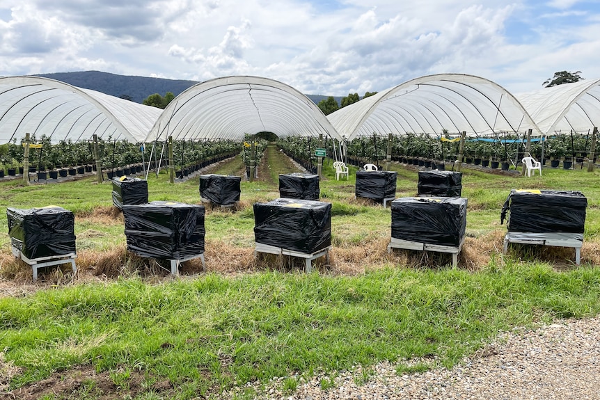 Ten bee hives wrapped in black plastic on a blueberry farm.