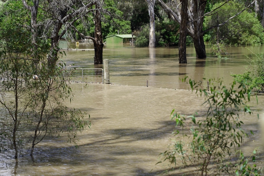 Floodwaters reach halfway up a fence and gate with trees and bushes standing in the water with a flooded shed in the background.