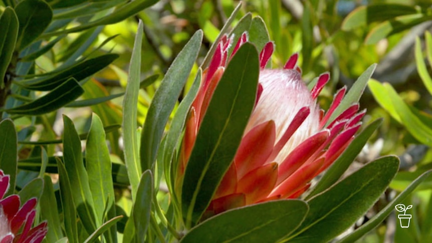 close up image of red protea flower growing on plant