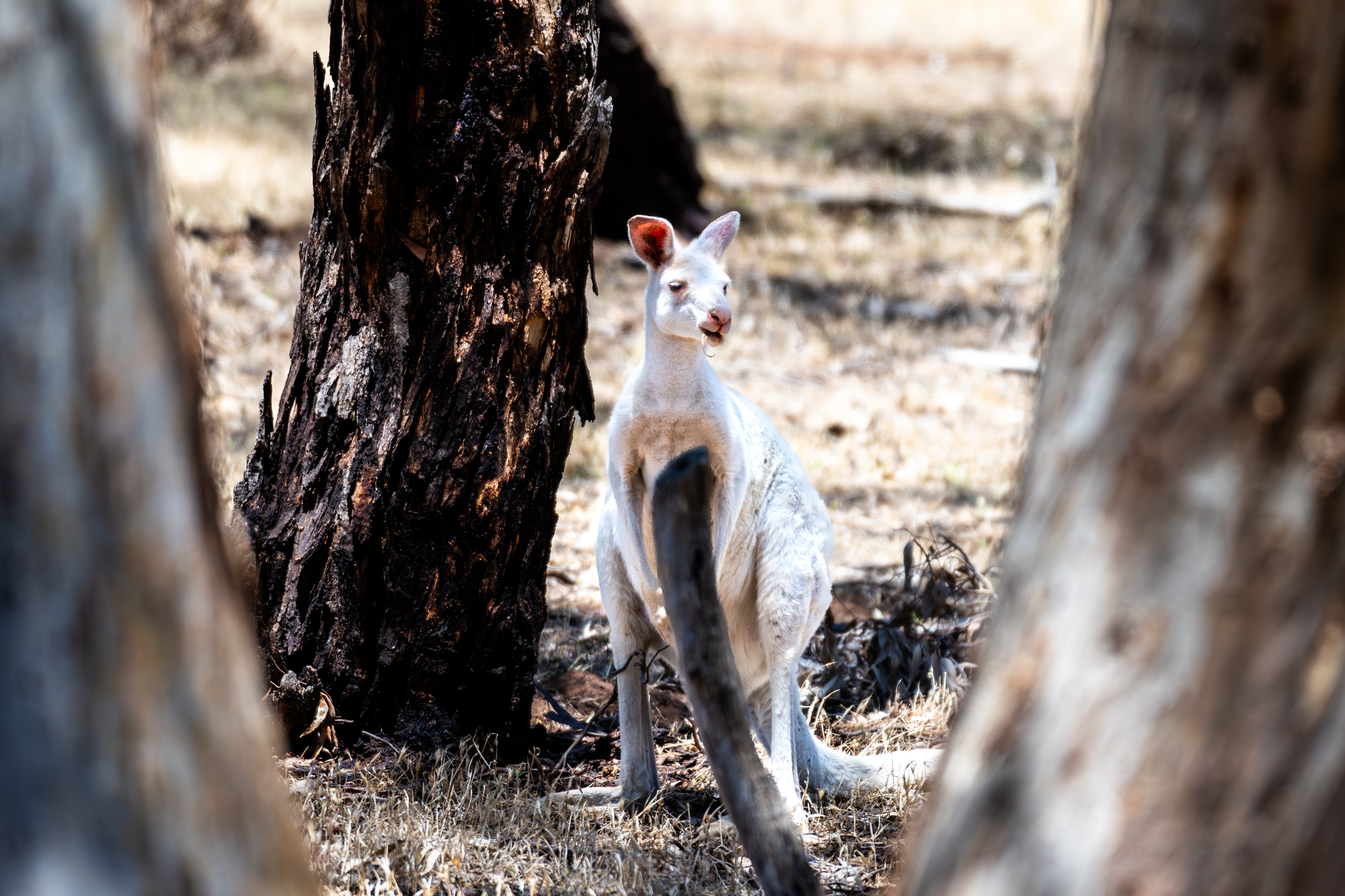 Un canguro blanco se encuentra entre grandes árboles.