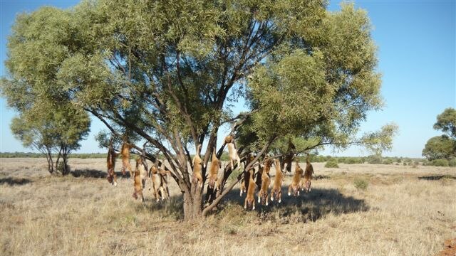Staff shoot 19 wild dogs in one day at Rosemount cattle property, south-east of Barcaldine in central-west Qld
