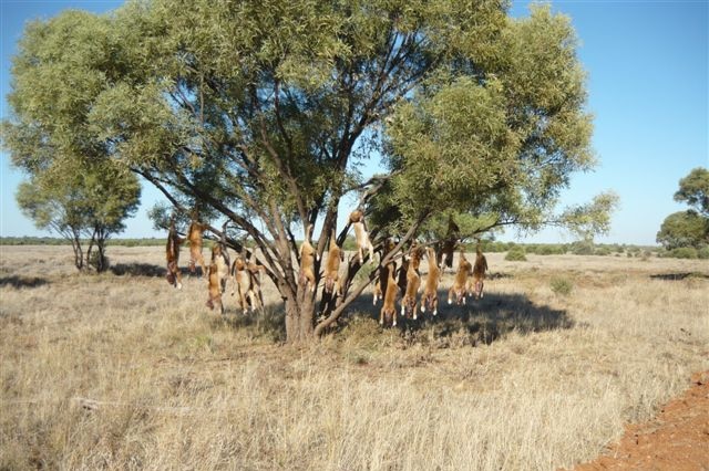 Staff shoot 19 wild dogs in one day at Rosemount cattle property, south-east of Barcaldine in central-west Qld
