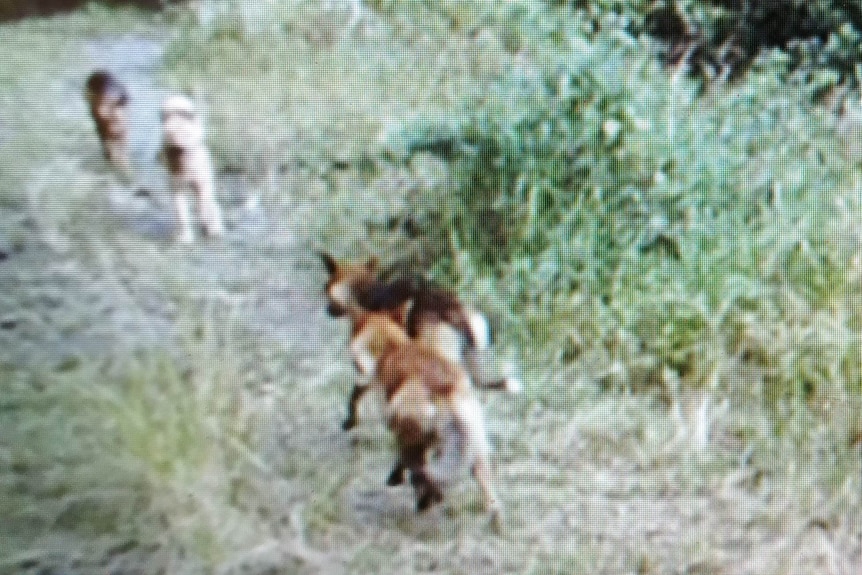 Four dogs in the bush.