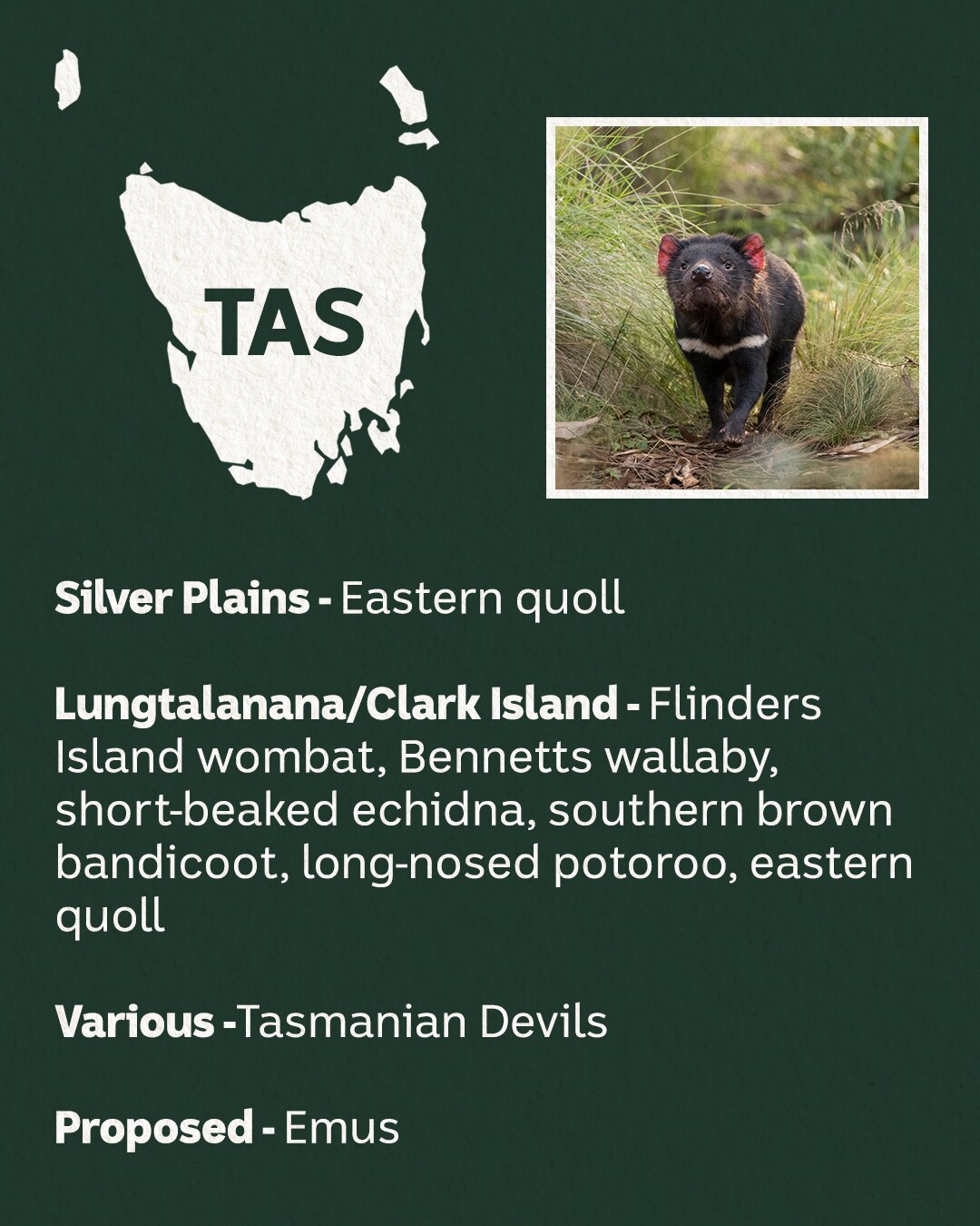 A white map of Tasmania with a picture of a marsupial.