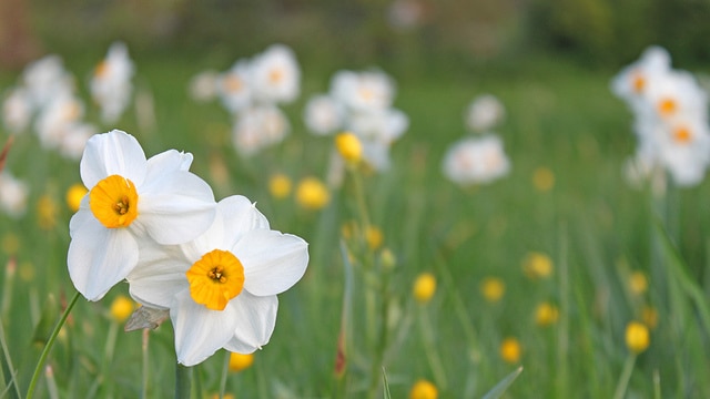 daffodils