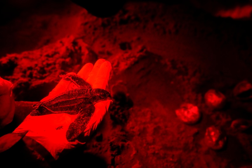 A turtle is held by a volunteer under a red light on a beach in Panama