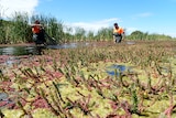 two men in the wetland waters doing fish monitoring