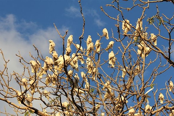 A huge flock of corellas nesting in trees.